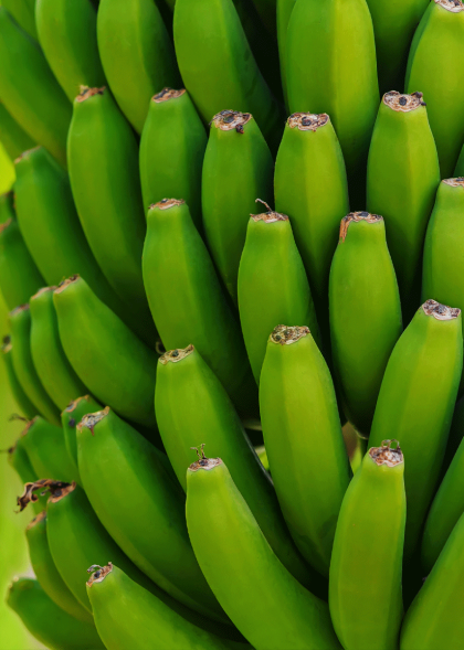 Window -from -Banana -and -Banana