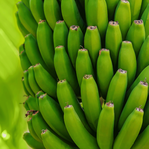 Venta-de-Banana-y-Plátano